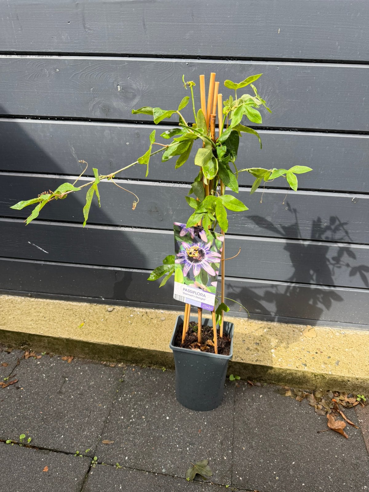 Passiflora, Ophalen, Overige soorten