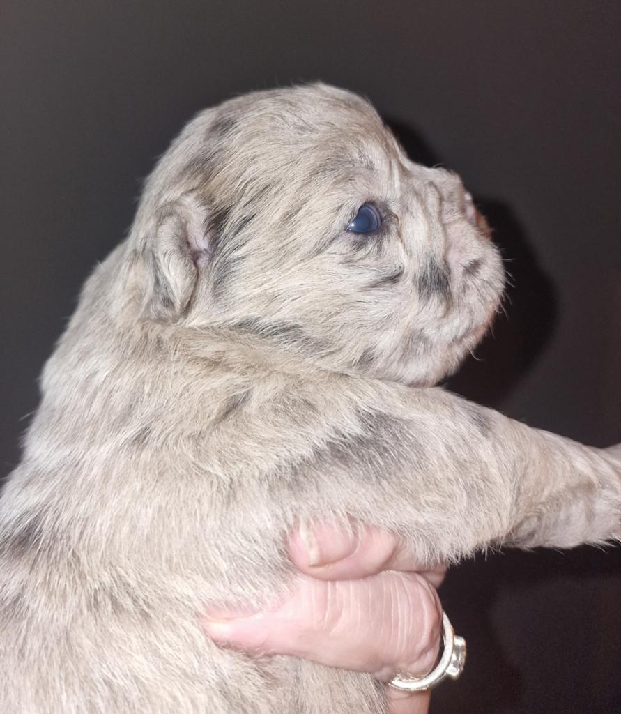 Franse bulldogs. Merle/Fluffy. 2 reutjes en 1 teefje, Reu, 8 tot 15 weken, Parvo, Bulldog