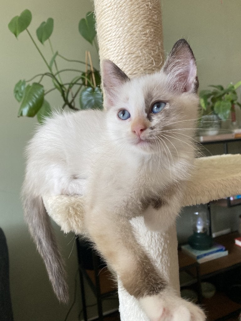 Kittens Ragdoll x Britse Korthaar, Meerdere dieren, 0 tot 2 jaar