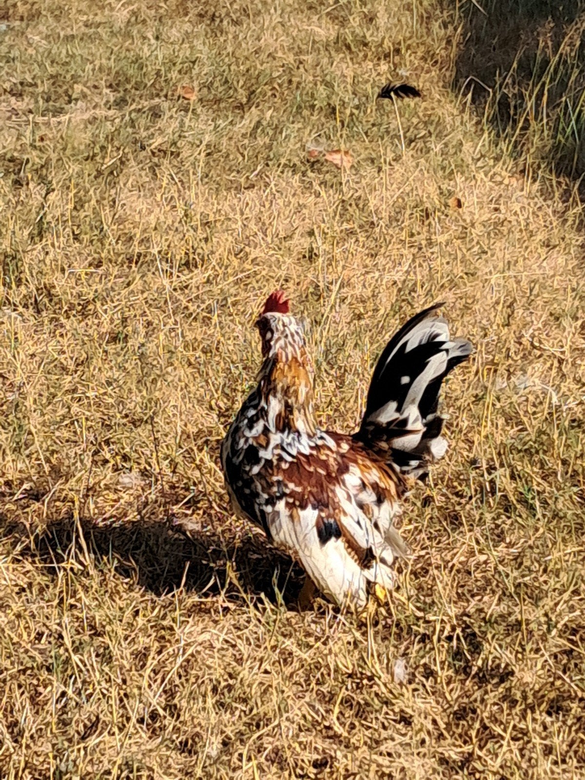 Serama haantjes, Dieren en Toebehoren