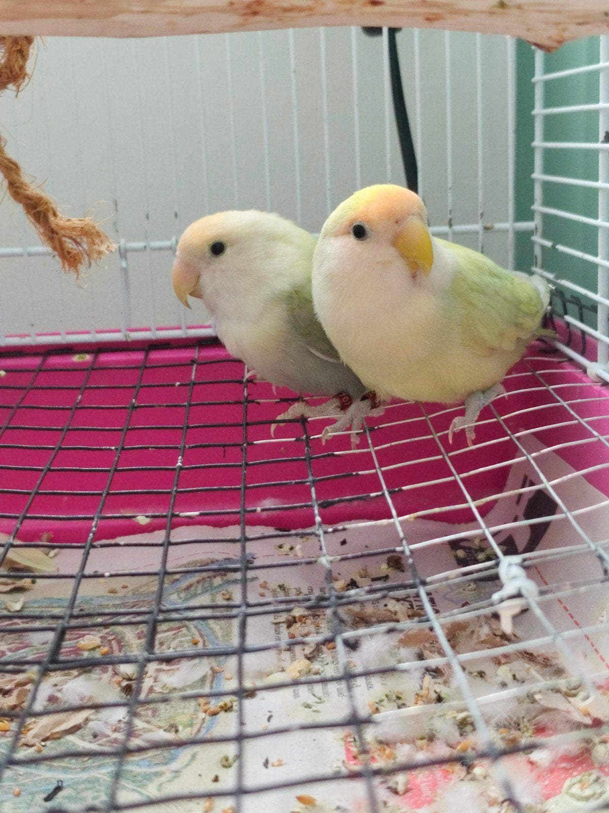 twee Agapornis, Dieren en Toebehoren, Vogels | Parkieten en Papegaaien, Vrouwelijk, Dwergpapegaai of Agapornis, Geringd
