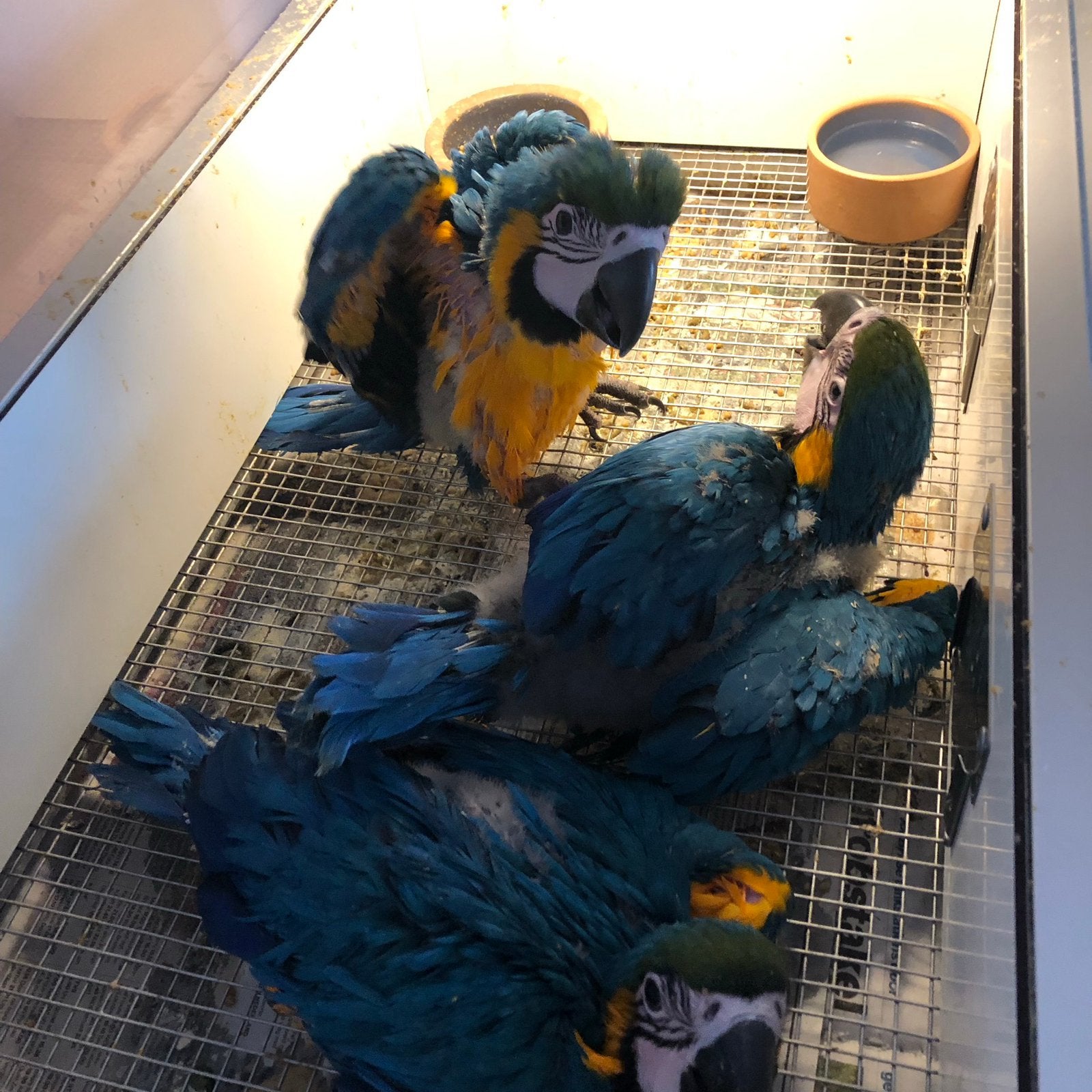 Lorre & Co - Blauwgele Ara’s nu reserveren, Dieren en Toebehoren, Vogels | Parkieten en Papegaaien, Papegaai, Meerdere dieren