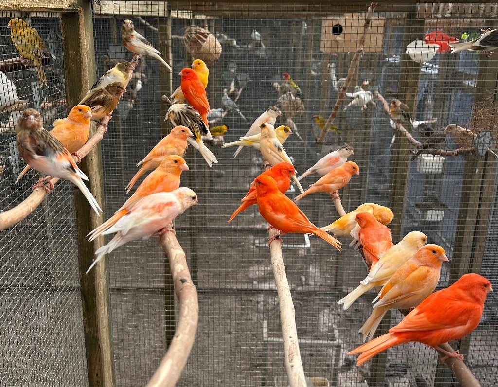 Harlekijn kanaries, Dieren en Toebehoren, Vogels | Kanaries, Meerdere dieren, Kleurkanarie