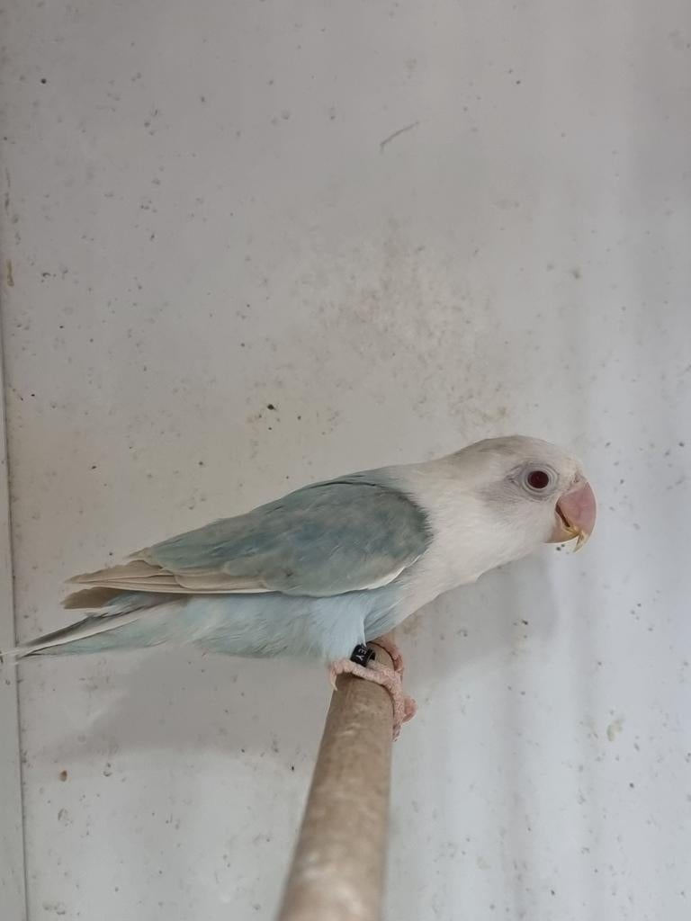 Blauw opaline pale fallow fischeri, Dieren en Toebehoren, Vrouwelijk, Parkiet, Geringd