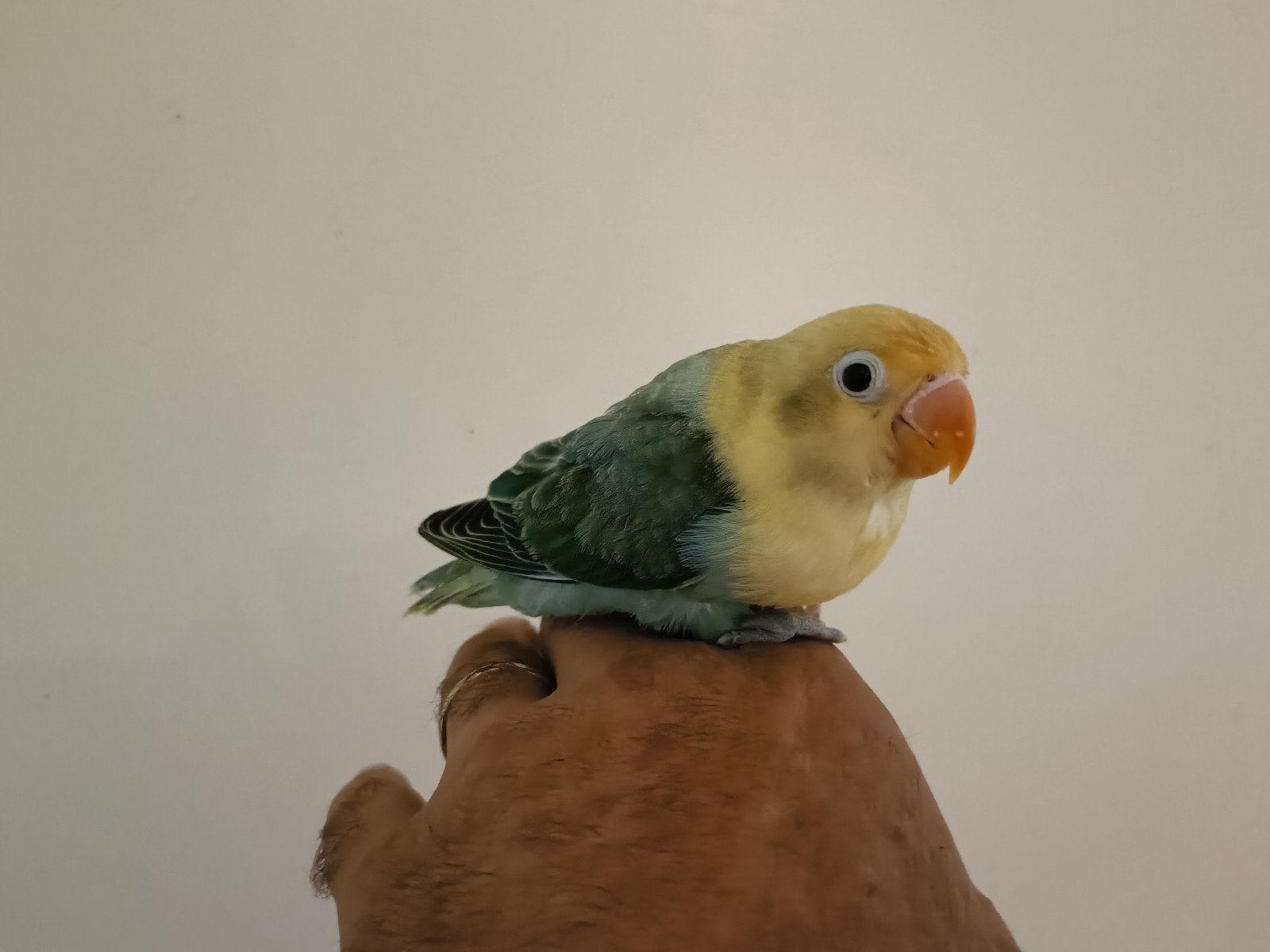 Tamme dwergpapegaai te koop, Geslacht onbekend, Dwergpapegaai of Agapornis, Tam