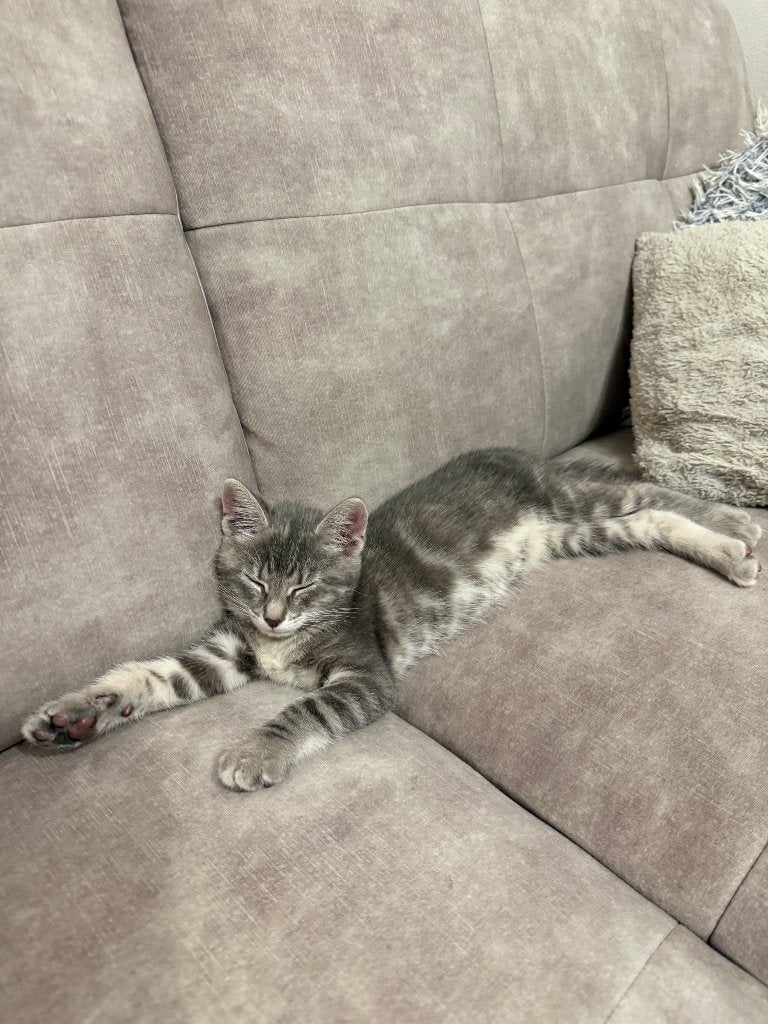 Kitten te koop, Poes, Ontwormd, 0 tot 2 jaar