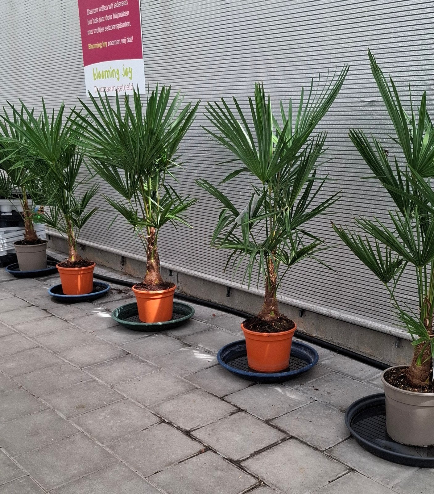 trachycarpus fortunei palmboom winterhard., Tuin en Terras, Planten | Bomen, 100 tot 250 cm, Zomer, Palmboom, Ophalen