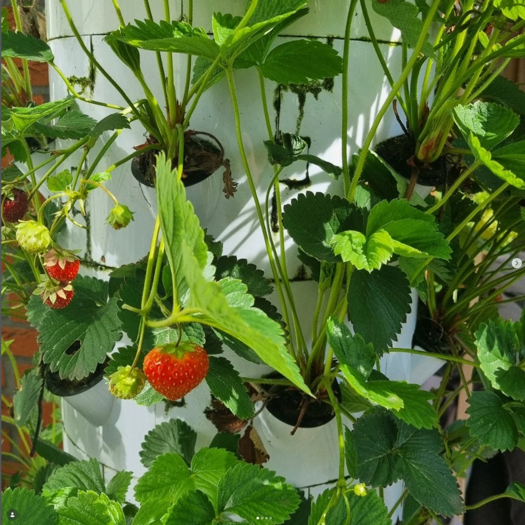 Verticale moestuin hydroponisch - 50% korting | OP=OP, Ophalen, Eenjarig, Volle zon