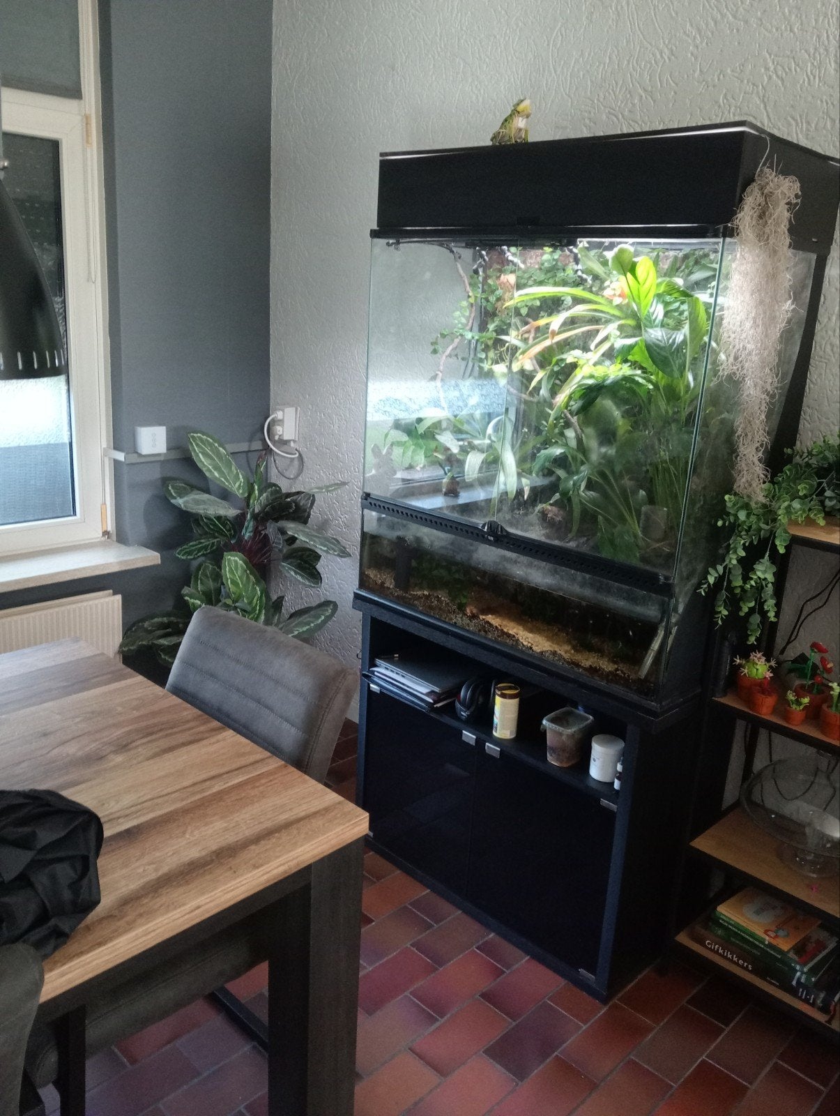 palledarium, Ophalen, Gebruikt, Terrarium of Paludarium