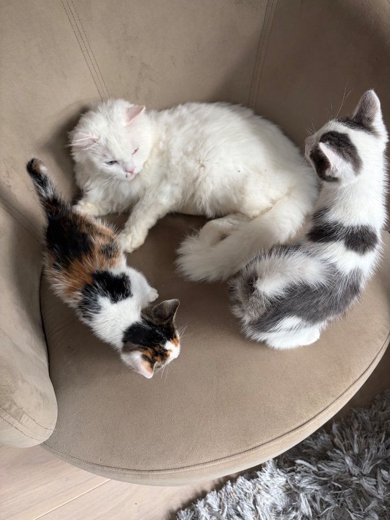 Kitten, Poes, Ontwormd, 0 tot 2 jaar