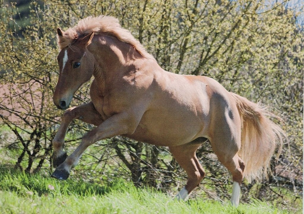 Paard Freiberger  Loona 66, Verzenden, 1980 tot heden, Ongelopen, Paard