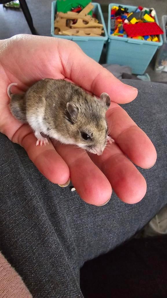 Hamster geb +- 1-12-25 met toebehoren, Dieren en Toebehoren, Knaagdieren, Mannelijk, Hamster, December, Tam