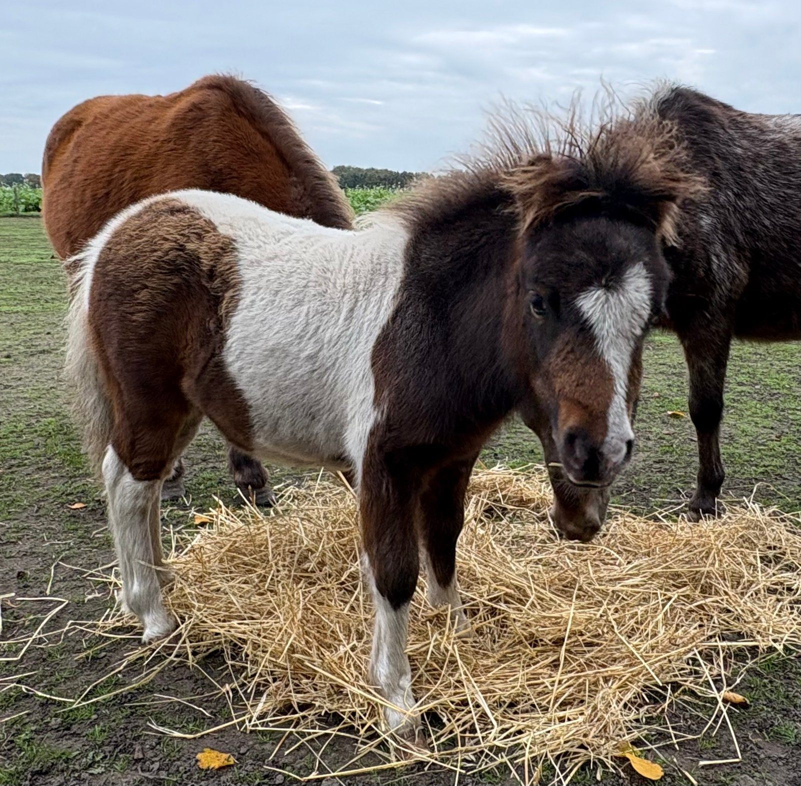 Shetlander hengstje jaarling bruinbont, Dieren en Toebehoren, Paarden en Pony's | Dekhengsten en Fokmerries, Hengst