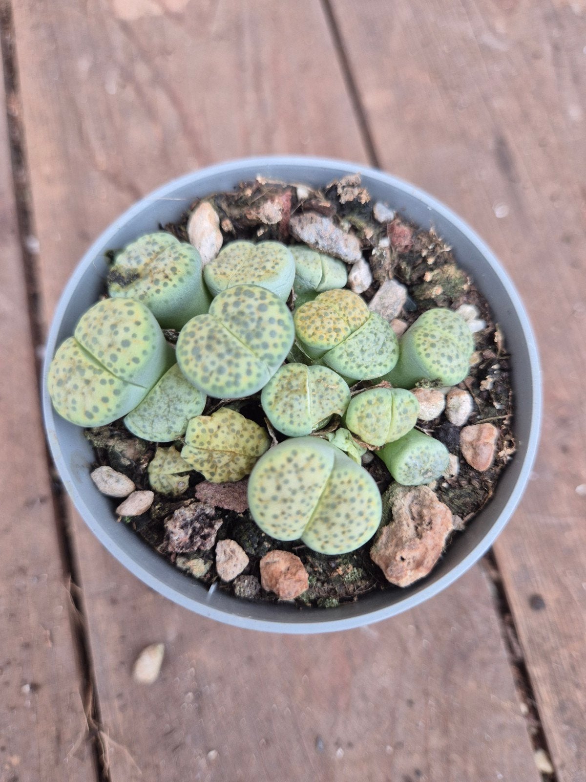 Lithops Gracilidelineata p6,5Lithops Gracilidelineata p6,5, Huis en Inrichting, Ophalen of Verzenden, Halfschaduw, Minder dan 100 cm