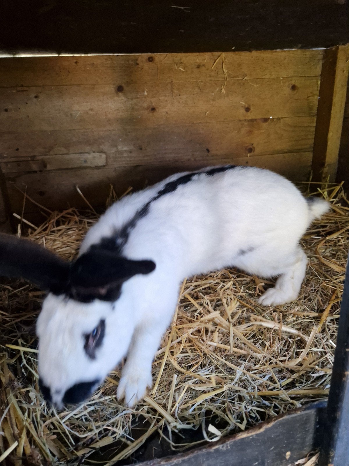 Lotharinger Ram, Dieren en Toebehoren, Konijnen, Mannelijk, Groot