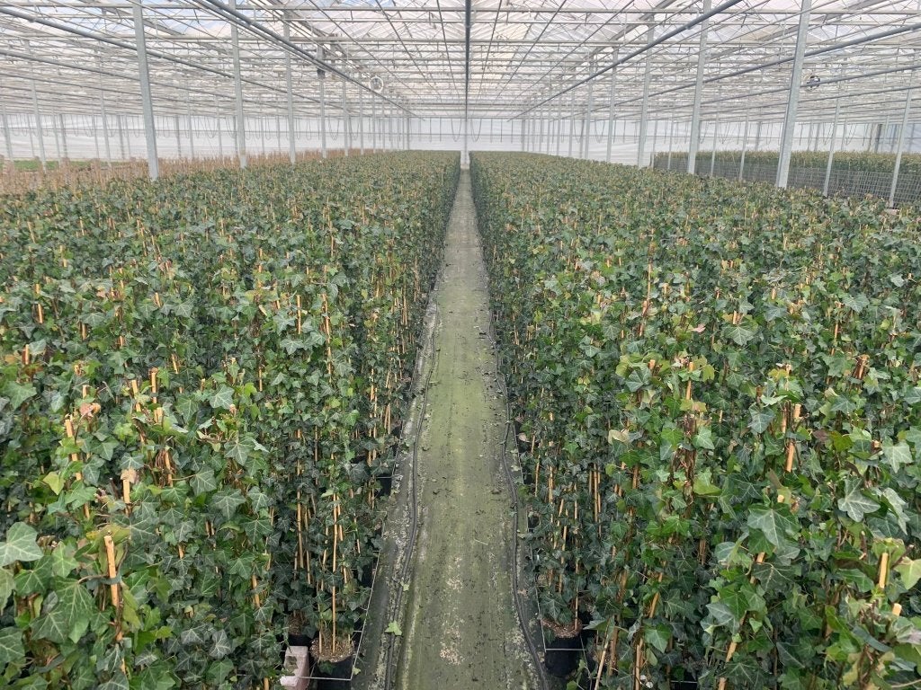 hedera hibernica klimop groenblijvende klimplant haag, Ophalen of Verzenden, Overige soorten, Haag, 100 tot 250 cm