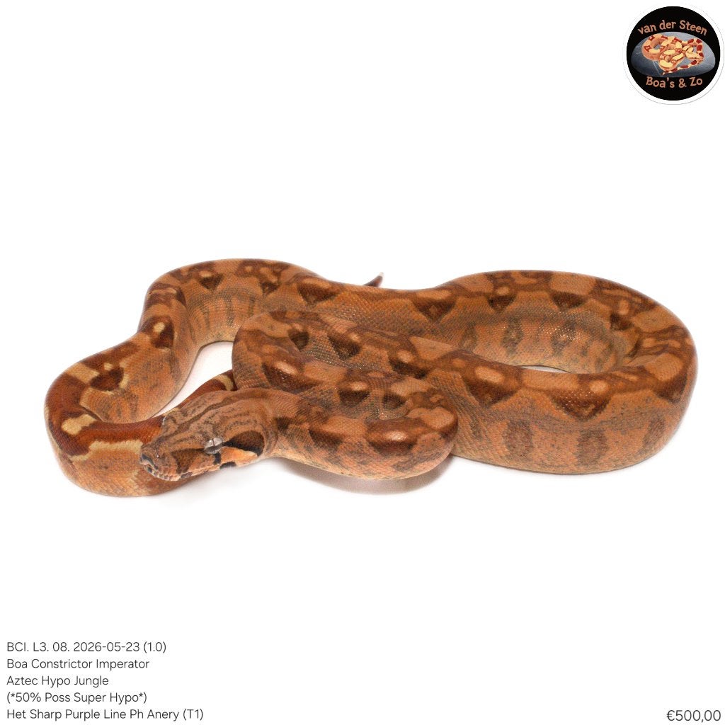 Boa Constrictor Imperator Litter 03 2026 Boa Constrictor photo 8