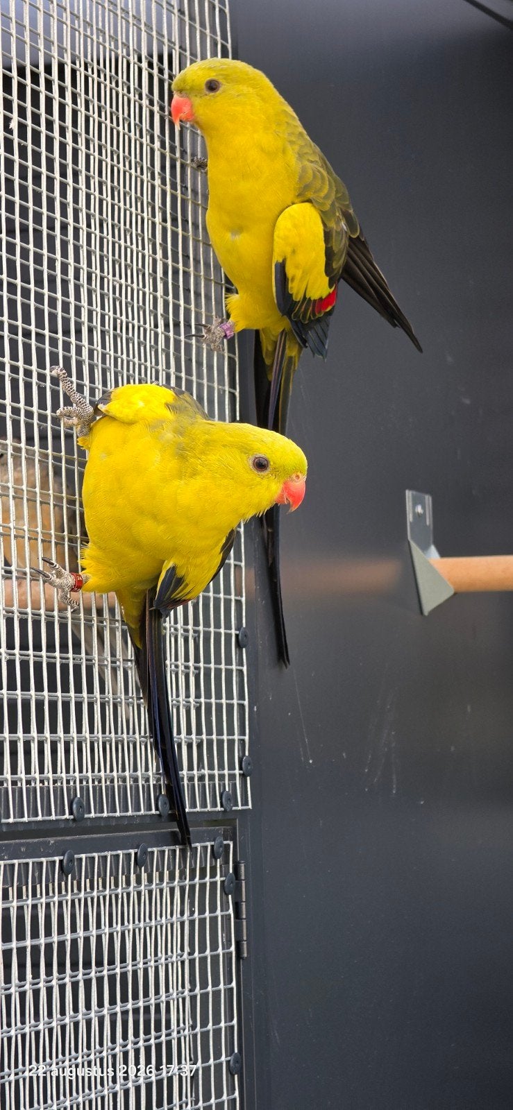 bergparkieten, Dieren en Toebehoren, Vogels | Parkieten en Papegaaien, Mannelijk, Parkiet
