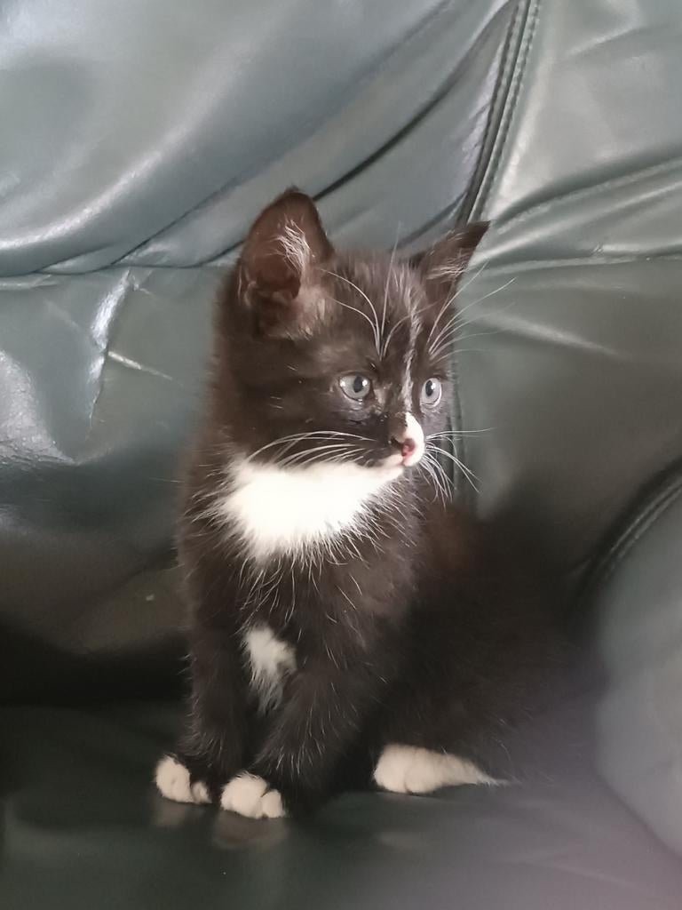 Kittens rood wit tabby grijs zwart wit driekleur lapjeskat, Meerdere dieren, Kortharig, 0 tot 2 jaar