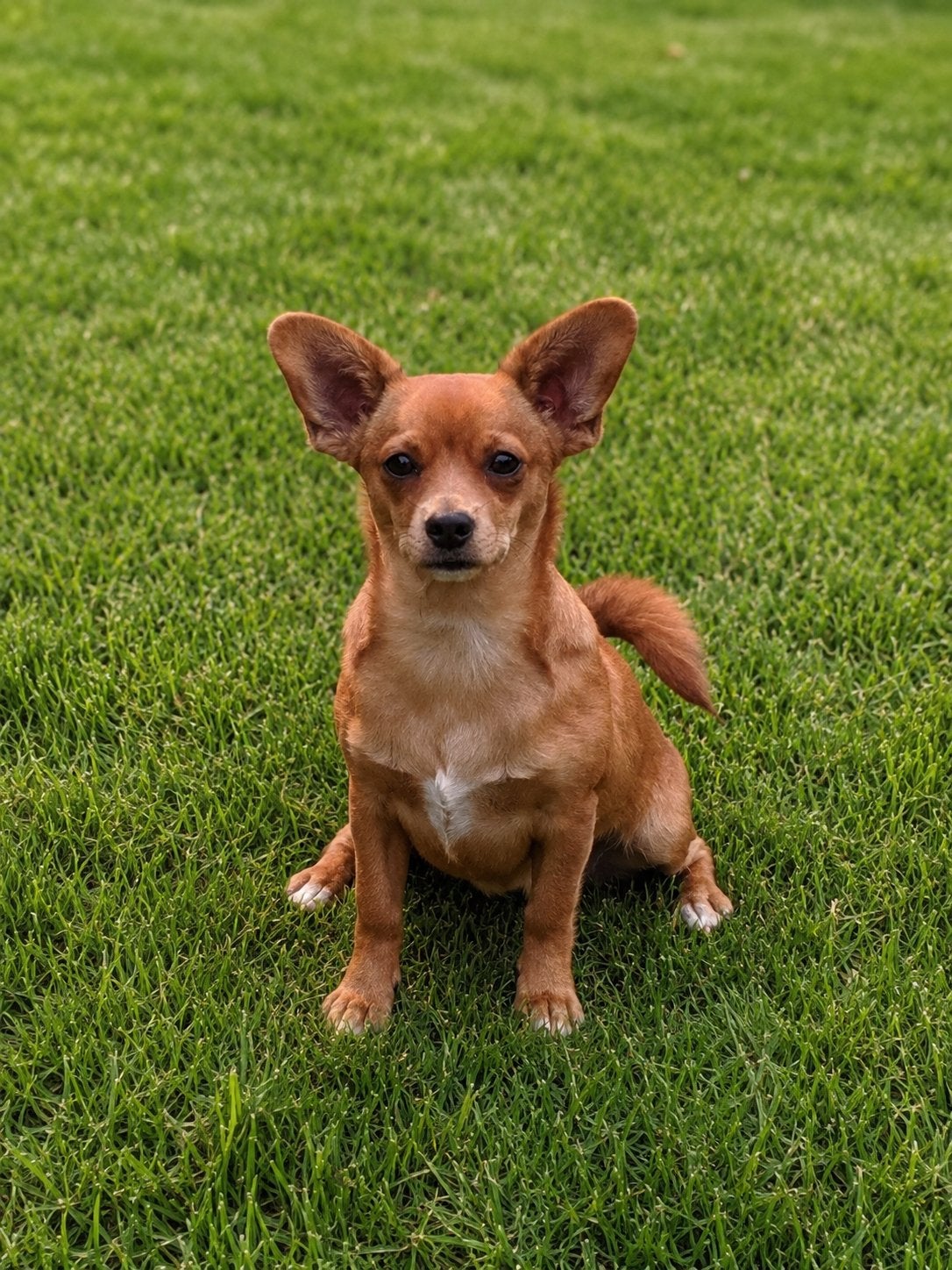 Chihuahua x Pomeriaan pup 6mnd zindelijk!, 15 weken tot 1 jaar, Teef, Parvo, Eén hond