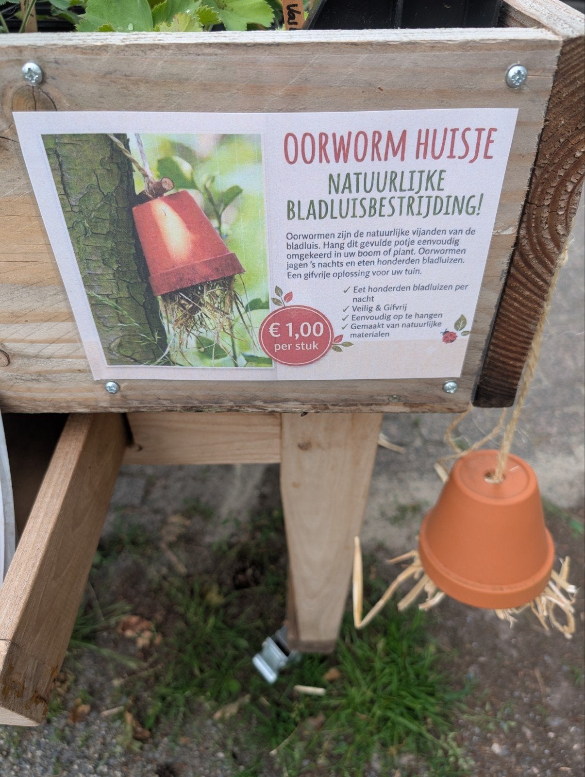 Leuke oorworm huisjes voor €1,- per stuk, Tuin en Terras, Planten | Tuinplanten, Overige soorten, Volle zon, Ophalen