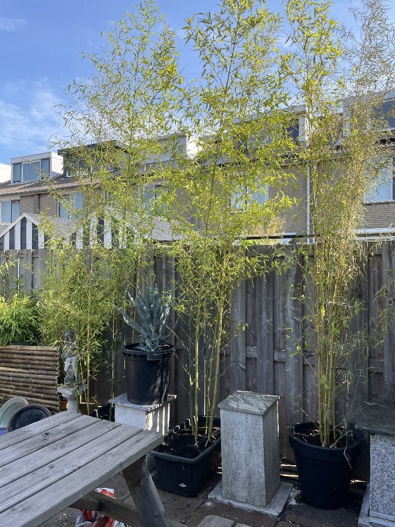 Phyllostachys aurea , gouden bamboeplant, Volle zon, Vaste plant, Bloeit niet, Ophalen