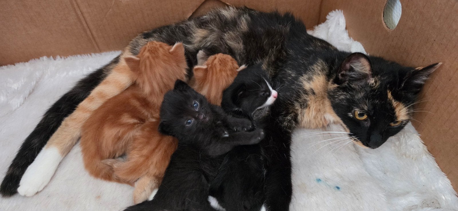 4 mooie jonge kittens ( 2 katers, 2 poezen), Dieren en Toebehoren, Katten en Kittens | Overige Katten, Meerdere dieren, Kortharig
