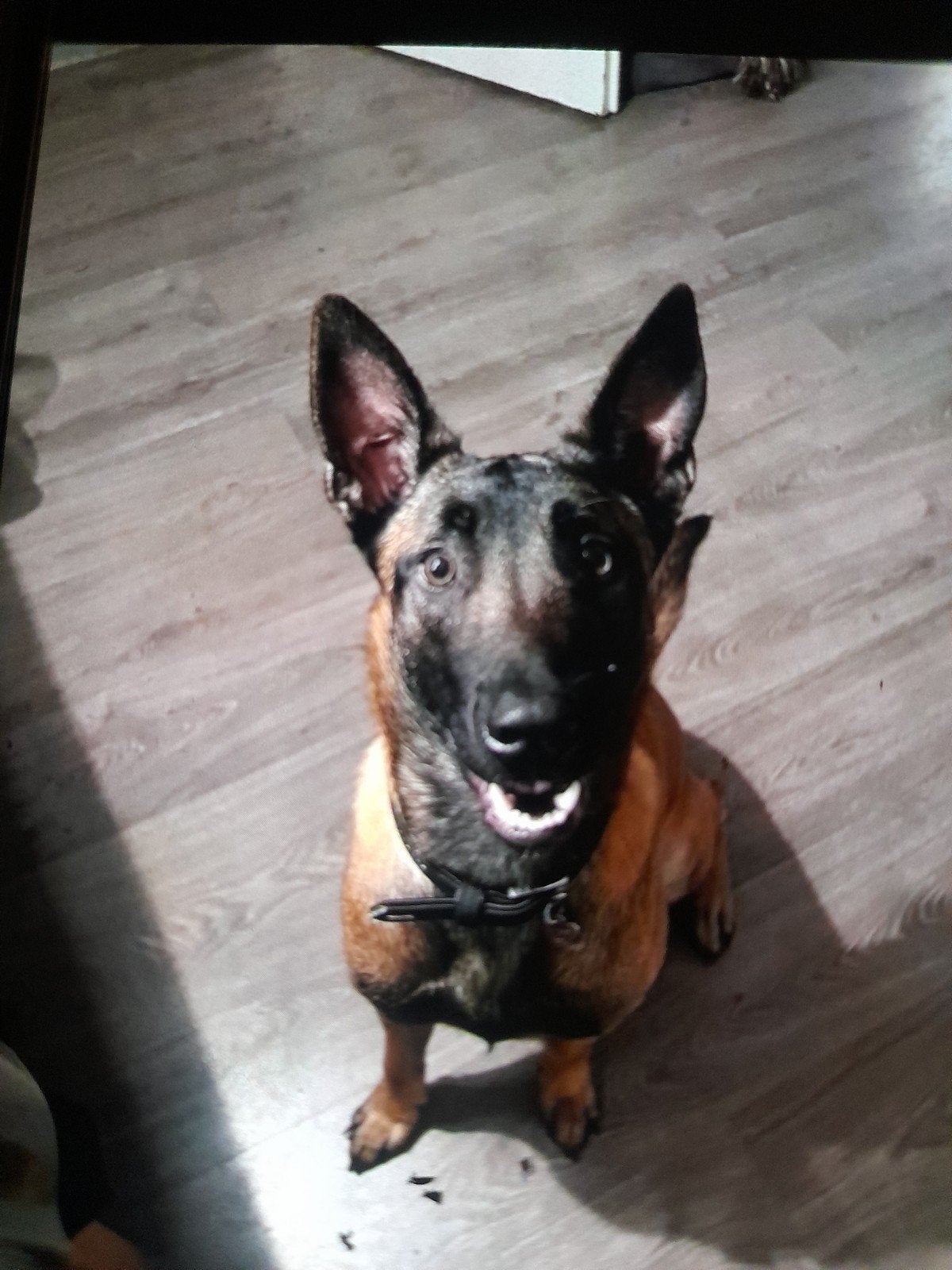 Mechelse herder van 2jaar oud teefje SPOED!, Dieren en Toebehoren, Honden | Herdershonden en Veedrijvers, 1 tot 2 jaar, Teef, Eén hond