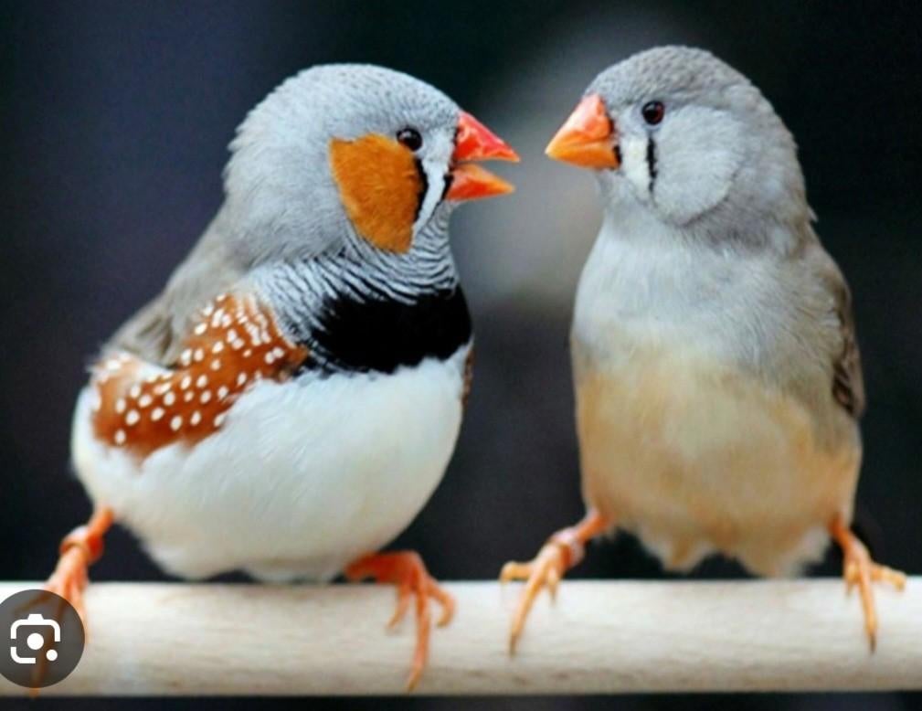 Gezocht, zebravinkjes, Dieren en Toebehoren, Meerdere dieren