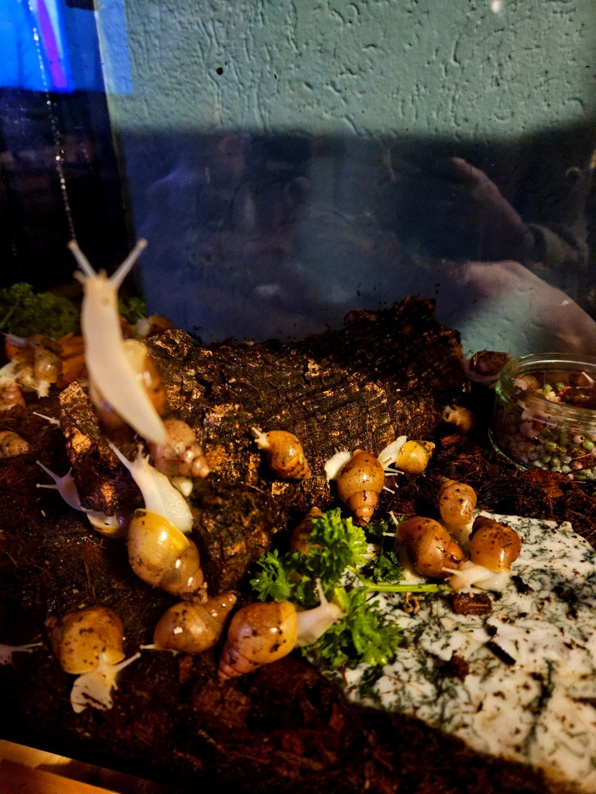 Afrikaanse Reuzenslakken - ALBINO - Achatina Fulica - Slak, Dieren en Toebehoren, Amfibie, 0 tot 2 jaar
