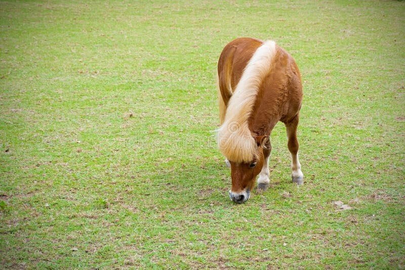 plek voor weide maatje / pensioen paardje, Dieren en Toebehoren, Opfok, 1 paard of pony