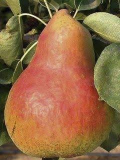 Verschillende perenbomen, Ophalen, Nieuw