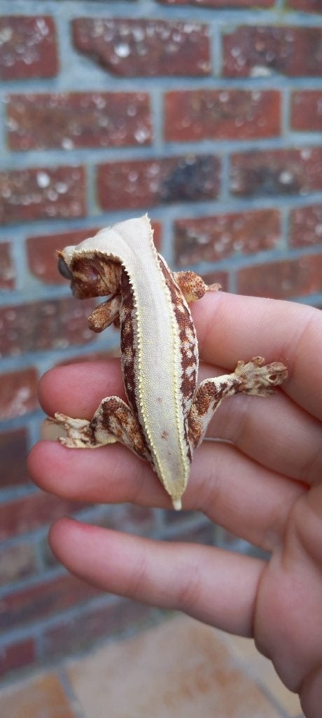 Rode Lilly White wimpergekko man Crested Gecko photo 5