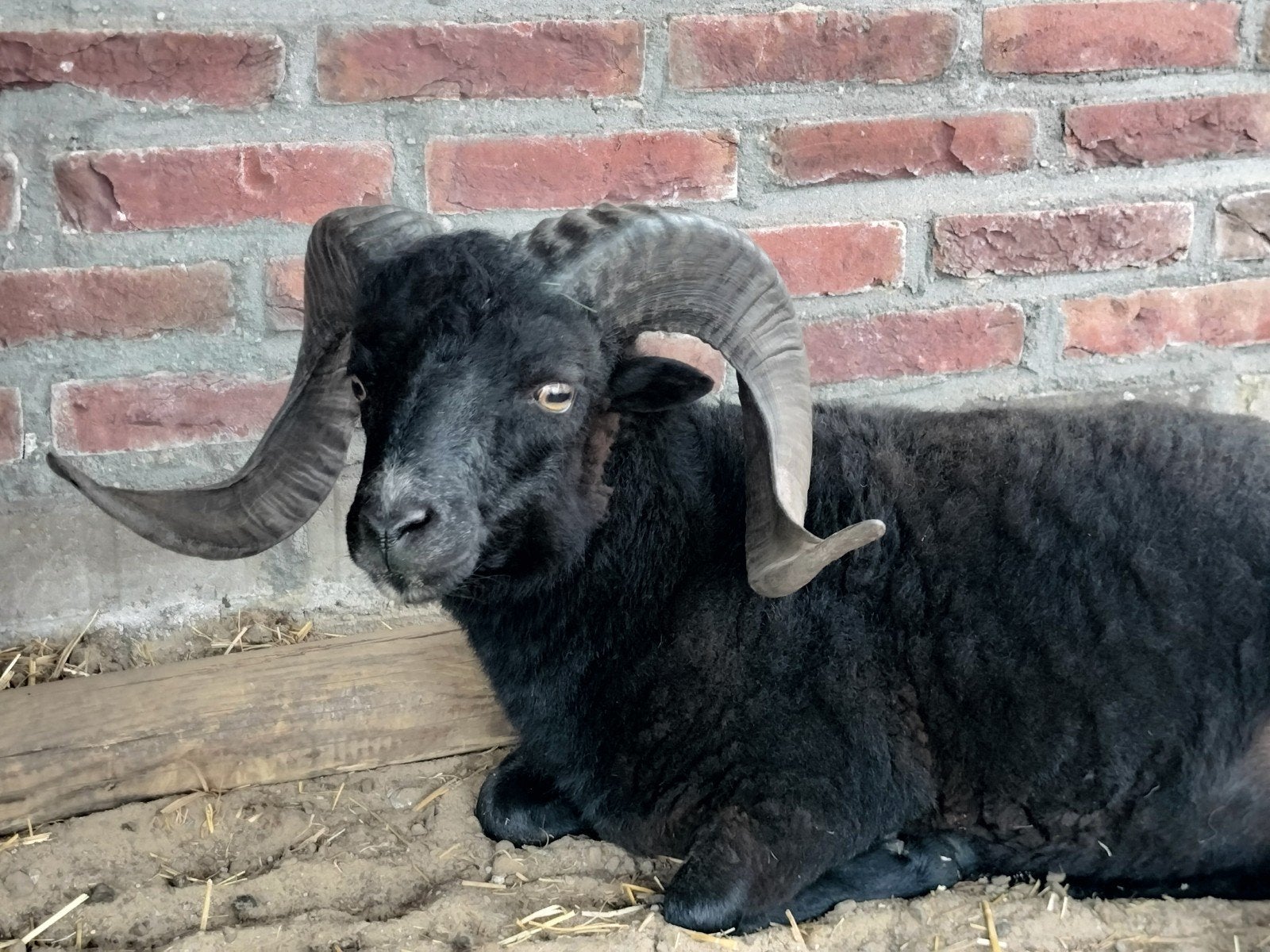 Ouessant schaapje Ram, Mannelijk, Schaap