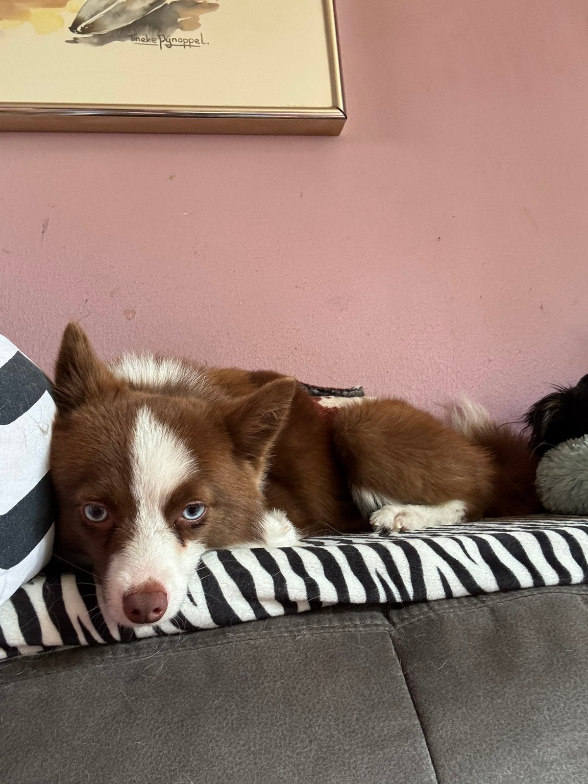 Pomsky reu, Dieren en Toebehoren, Honden | Poolhonden, Keeshonden en Oertypen, Keeshond, Reu, CDV (hondenziekte), 1 tot 2 jaar