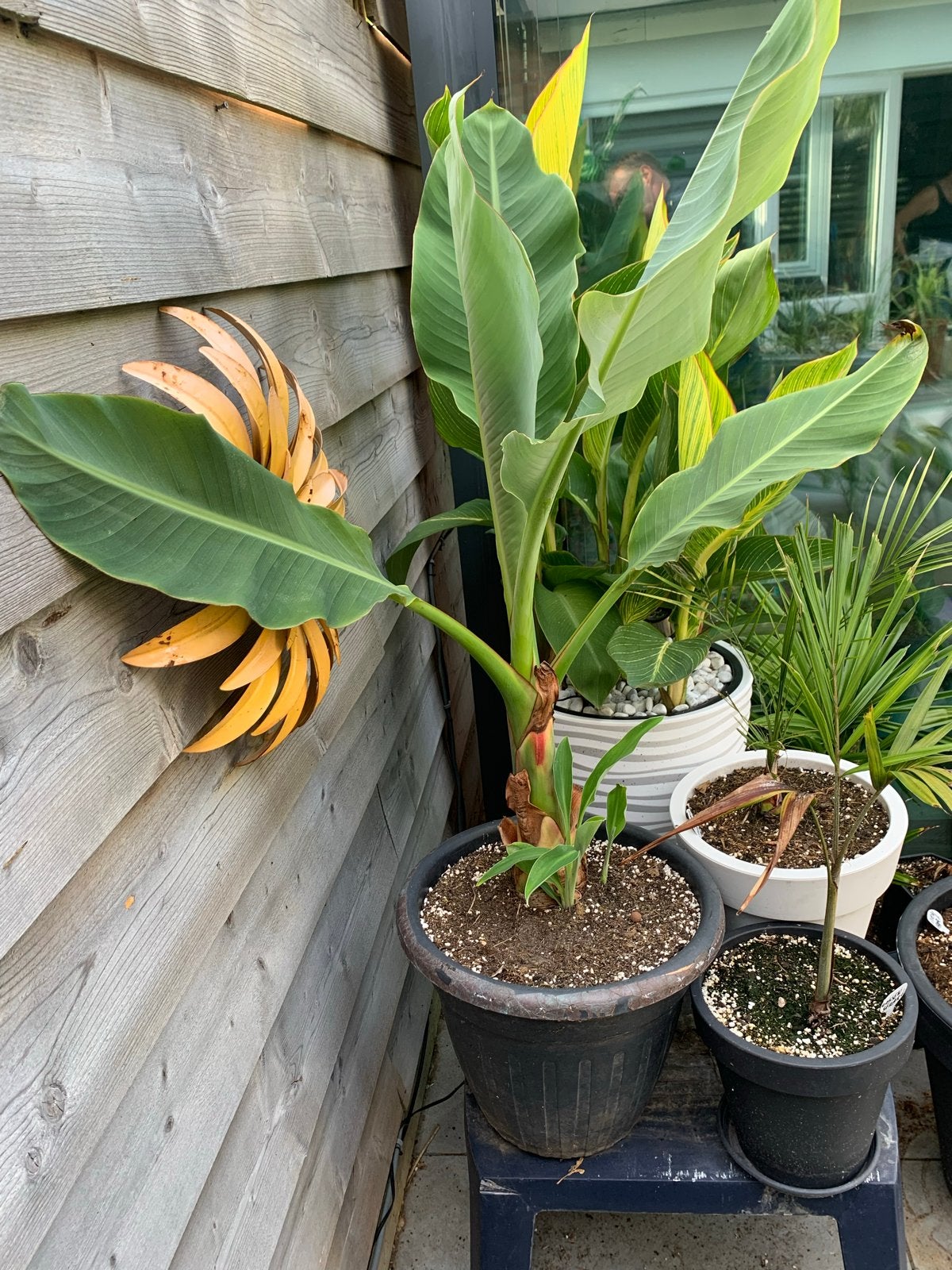 Bananenplant (Musa) - Lasiocarpa (Lotus banaan), Volle zon, Vaste plant, Bloeit niet, Ophalen