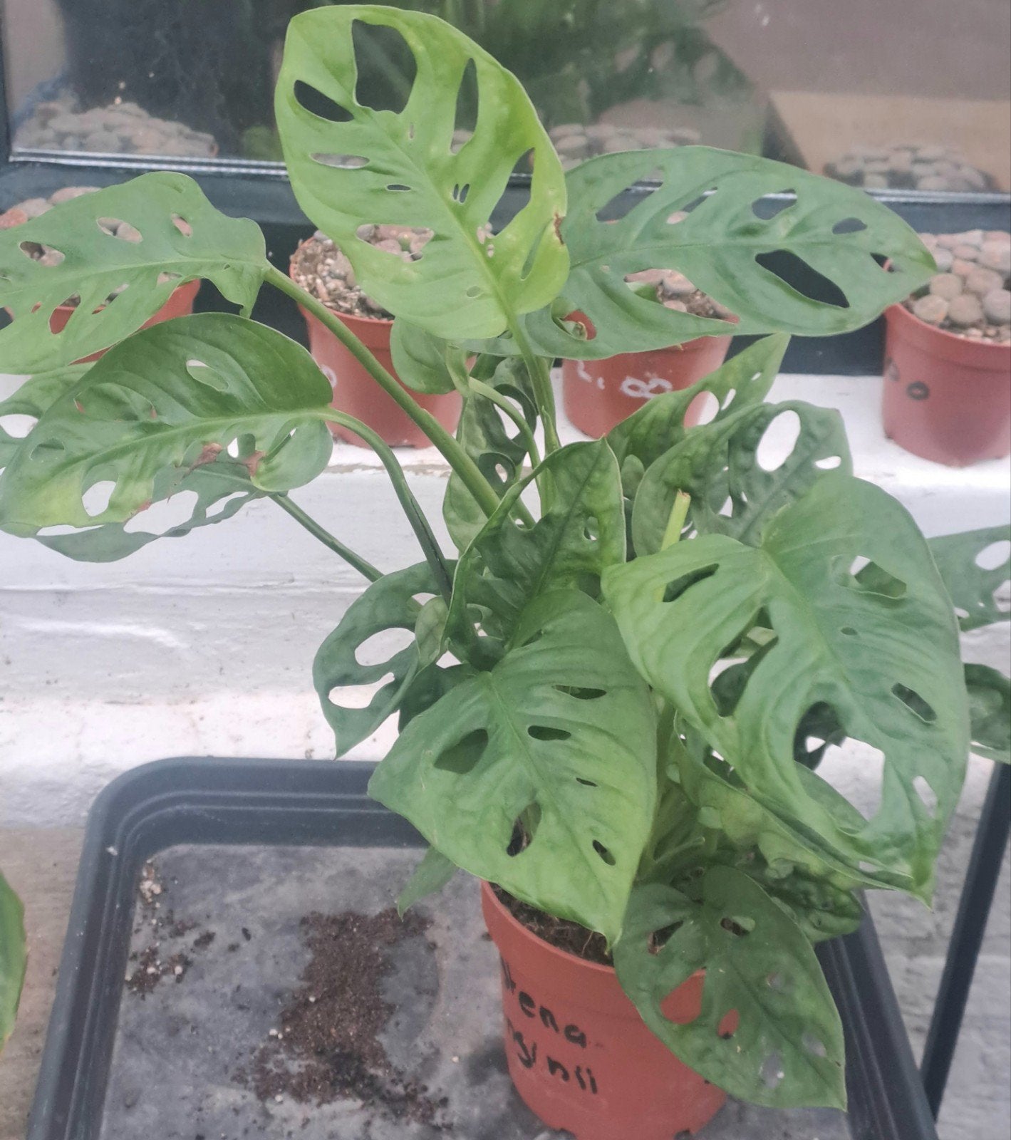 Montstera Adansonii, Ophalen of Verzenden, Halfschaduw, Minder dan 100 cm