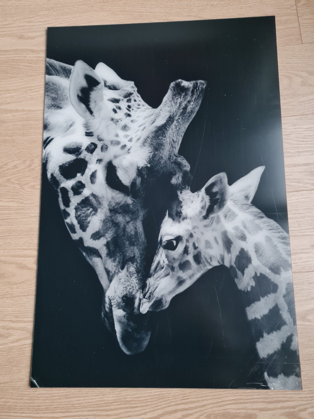 MuchoWow Plexiglas fotoschilderij Giraffen 60x90 cm Nieuw, Nieuw, Ophalen of Verzenden, Print, 75 – 100