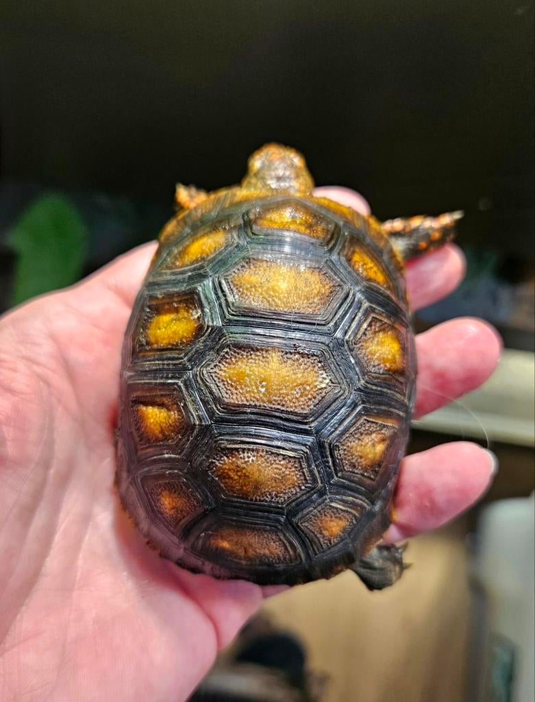 Kolenbranderschildpad (Chelonoidis Carbonarius) nk'25 0.0.1 Tortoise - female for sale from Eliene