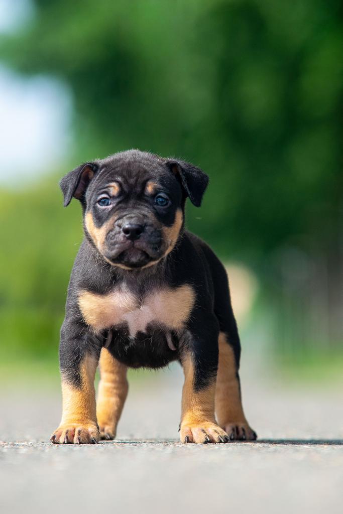 American Bully XL pups, Overige rassen, 8 tot 15 weken, Parvo, Meerdere
