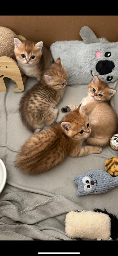 Black golden shaded kittens, Dieren en Toebehoren, Kater, Ontwormd
