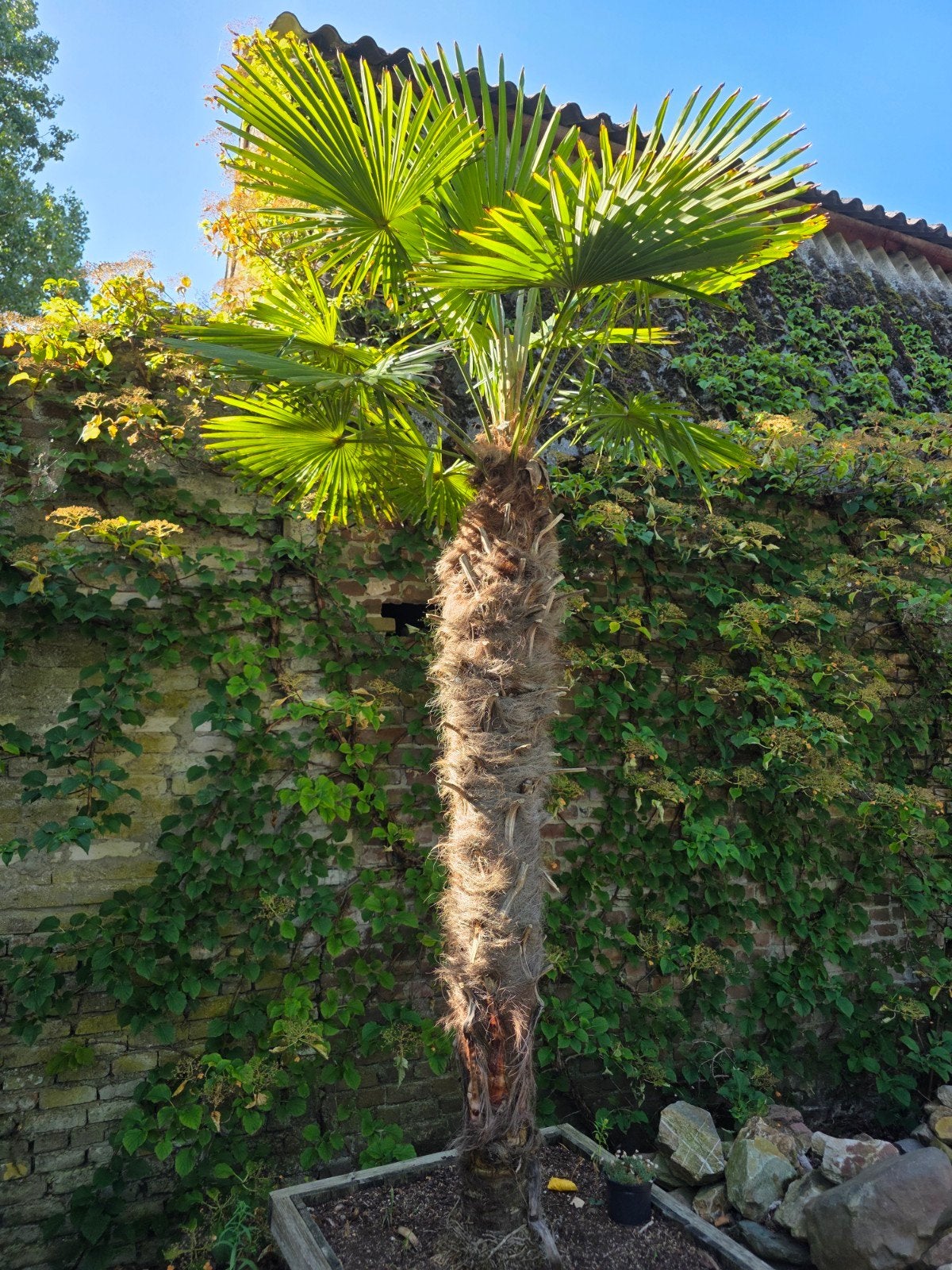 Grote palmL0boom in houten bak - Ideaal voor terras/tuin, Tuin en Terras, Overige soorten, Volle zon, Vaste plant, Ophalen of Verzenden
