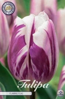 Tulipa 'Flaming Flag' - Paars-witte tulpenbollen - 10 bollen, Ophalen of Verzenden, Najaar, Volle zon, Bloembol