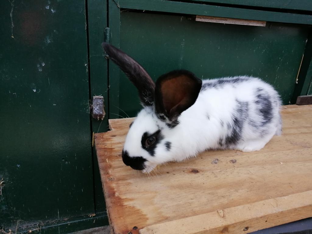 lotharinger rammetje, Dieren en Toebehoren, Konijnen, Mannelijk, Groot, 0 tot 2 jaar