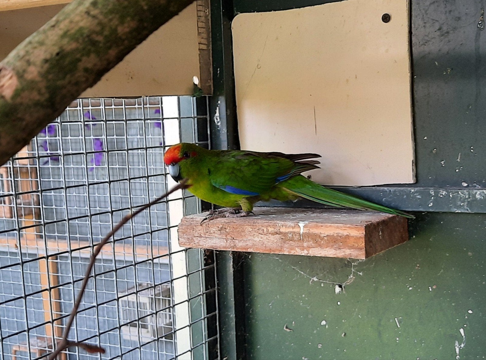 Kakariki man, Mannelijk, Parkiet, Geringd