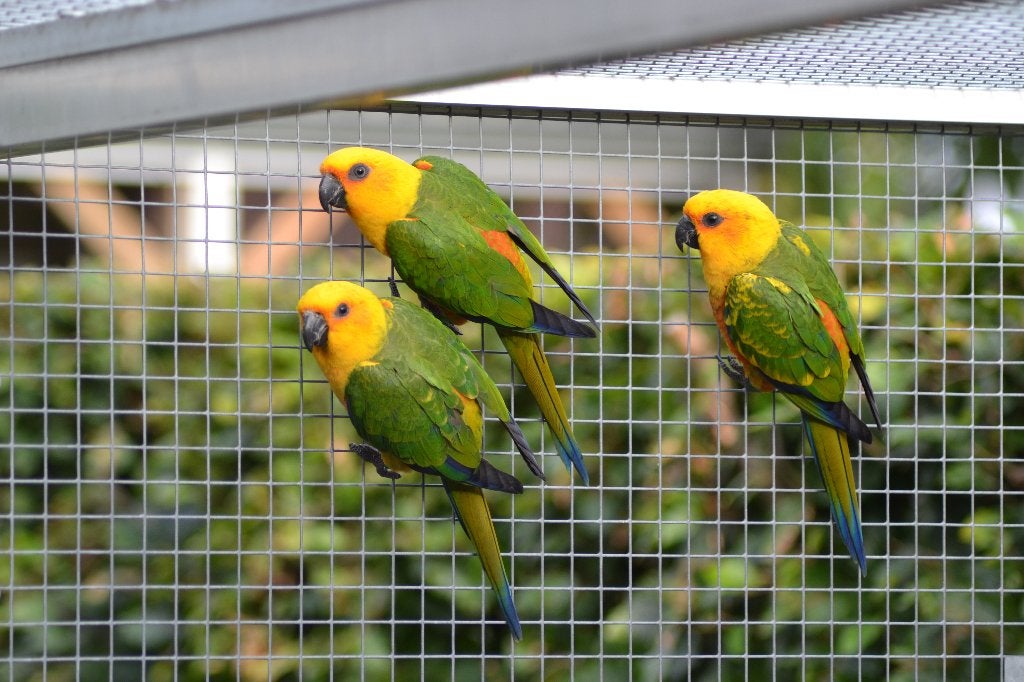 aratinga / pyrrhura, Dieren en Toebehoren, Meerdere dieren, Parkiet, Geringd