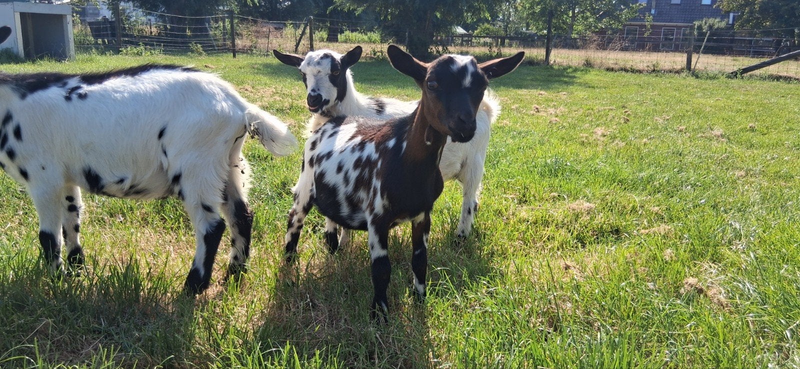 Hoornloze bruinstippel (dwerg)bok te koop, Dieren en Toebehoren, Mannelijk, Geit, 0 tot 2 jaar
