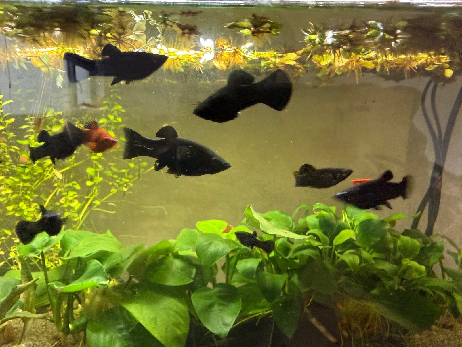 Black molly’s plaatjes baby visjes, Ophalen, Gevuld zoetwateraquarium