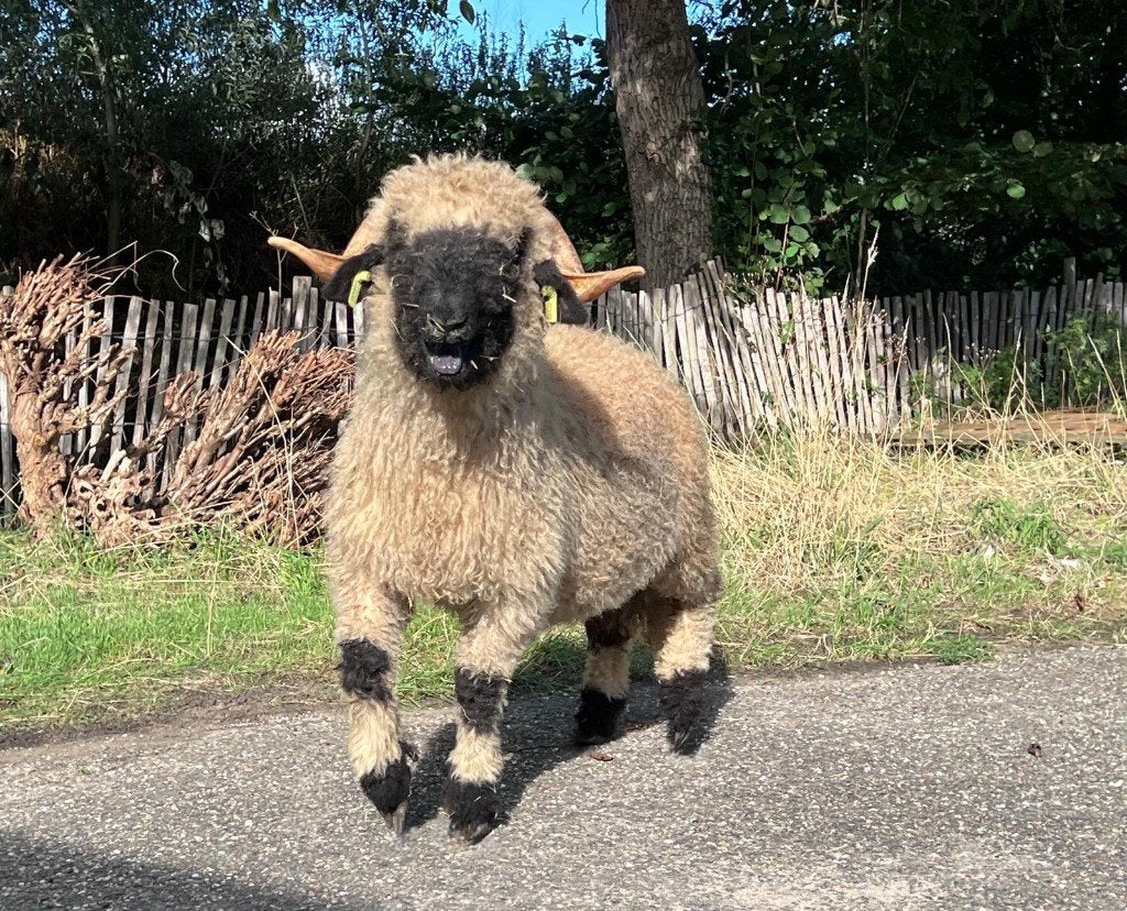 Walliser Schwarznase ram, Dieren en Toebehoren, Schapen, Geiten en Varkens, Mannelijk, Schaap, 0 tot 2 jaar