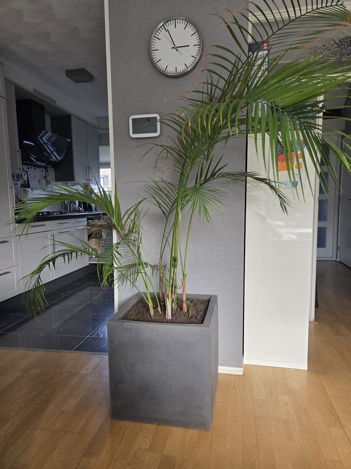 Kentia Palm (Howea forsteriana) - Elegante Kamerplant, Ophalen, Palm, Halfschaduw, In pot